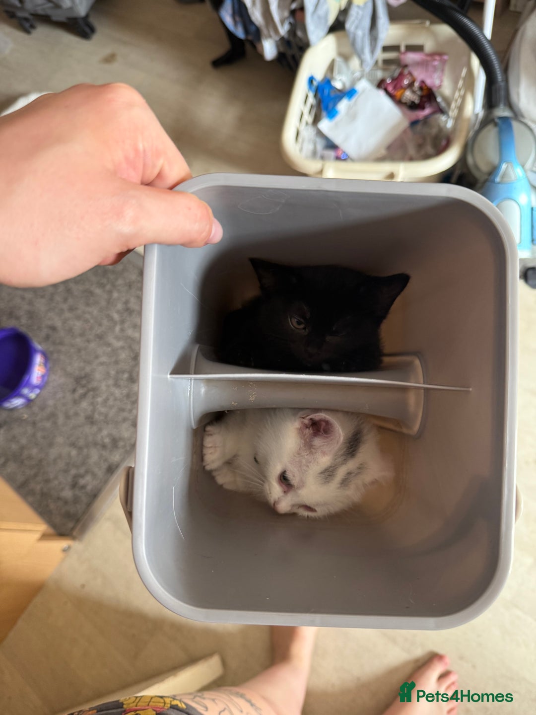 British Shorthair cats for sale: 8x beautiful British short haired kittens  - Image 1