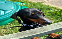 Miniature Dachshund dogs for sale: Black & tan mini dachshund  in Huntingdon - Image 1