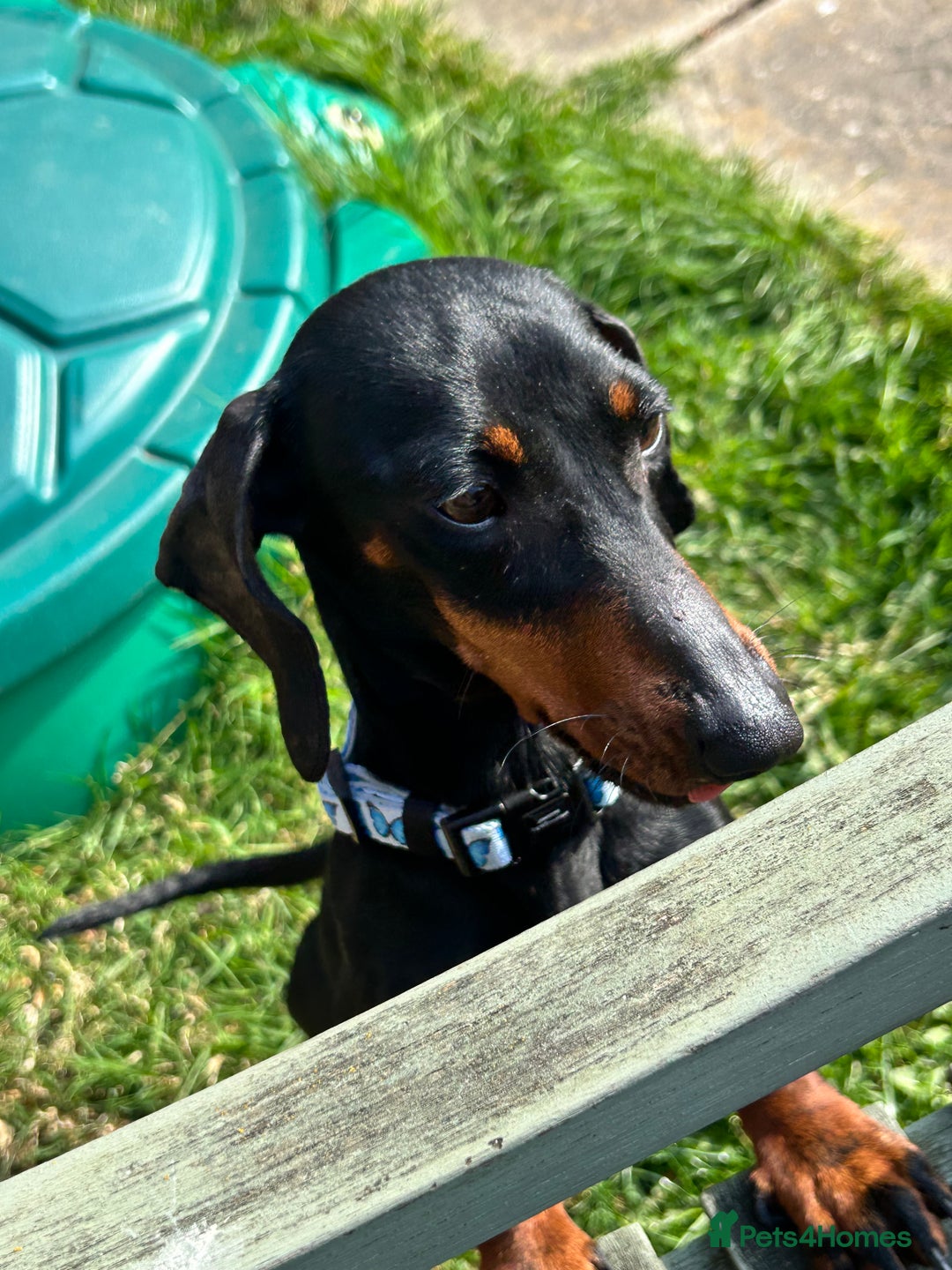 Miniature Dachshund dogs for sale: Black & tan mini dachshund  in Huntingdon - Image 1