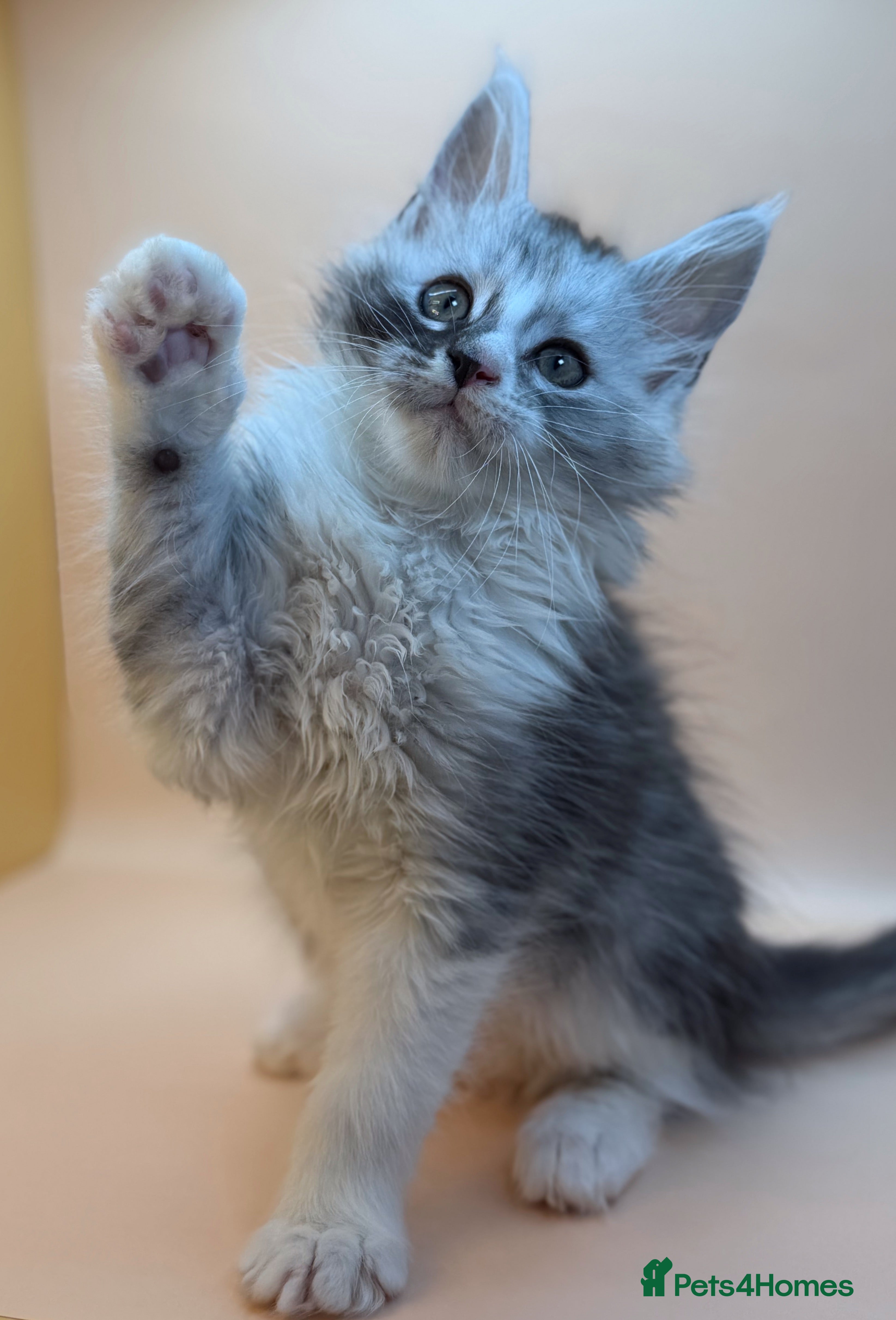 Maine Coon cats Maine Coons with Tests, Papers, Vet Checks & Vacc. - Advert 5