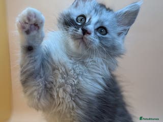 Maine Coon cats Maine Coons with Tests, Papers, Vet Checks & Vacc. - Advert 5