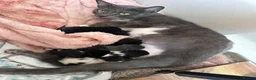 Mixed Breed cats for sale: 2 Male & 2 Female Mixed Breed Kittens - Advert 2
