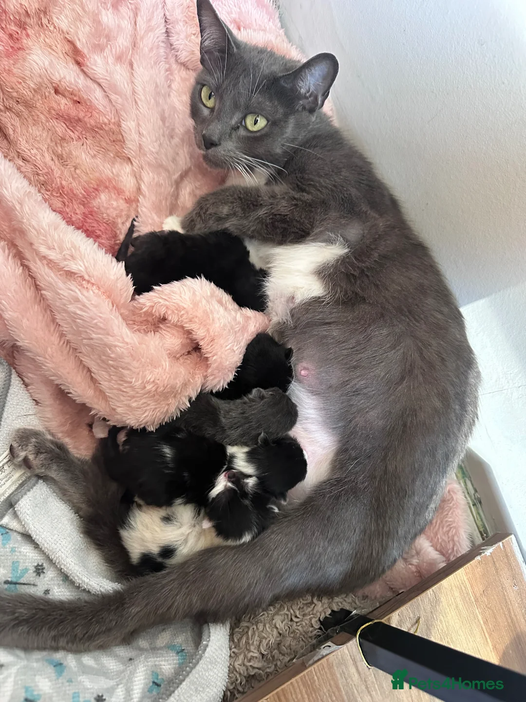Mixed Breed cats for sale: 2 Male & 2 Female Mixed Breed Kittens - Advert 2