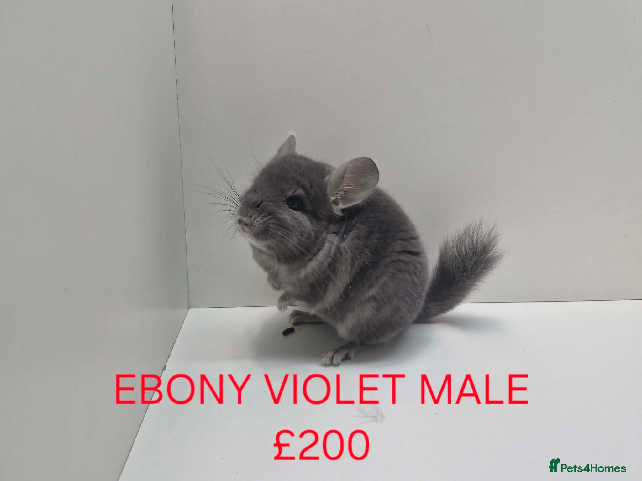 Chinchilla rodents STUNNING BABIES CHINCHILLA MIX COLOURS AND GENDER  - Advert 1