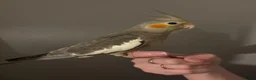 Cockatiels birds for sale: 1 Baby cockatiel left - Advert 4