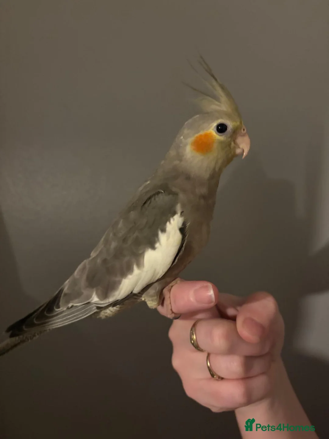 Cockatiels birds for sale: 1 Baby cockatiel left - Advert 4
