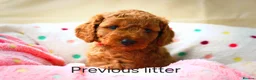 Cockapoo dogs for sale: Red cockapoo puppies expected - Advert 1