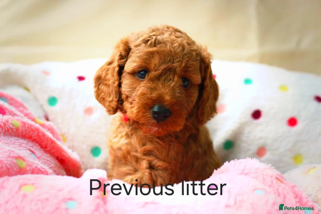 Cockapoo dogs for sale: Red cockapoo puppies expected - Advert 1