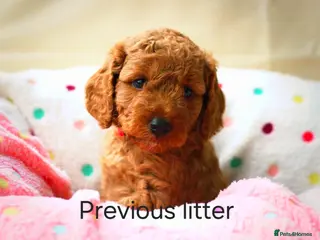 Cockapoo dogs Red cockapoo puppies expected - Advert 4