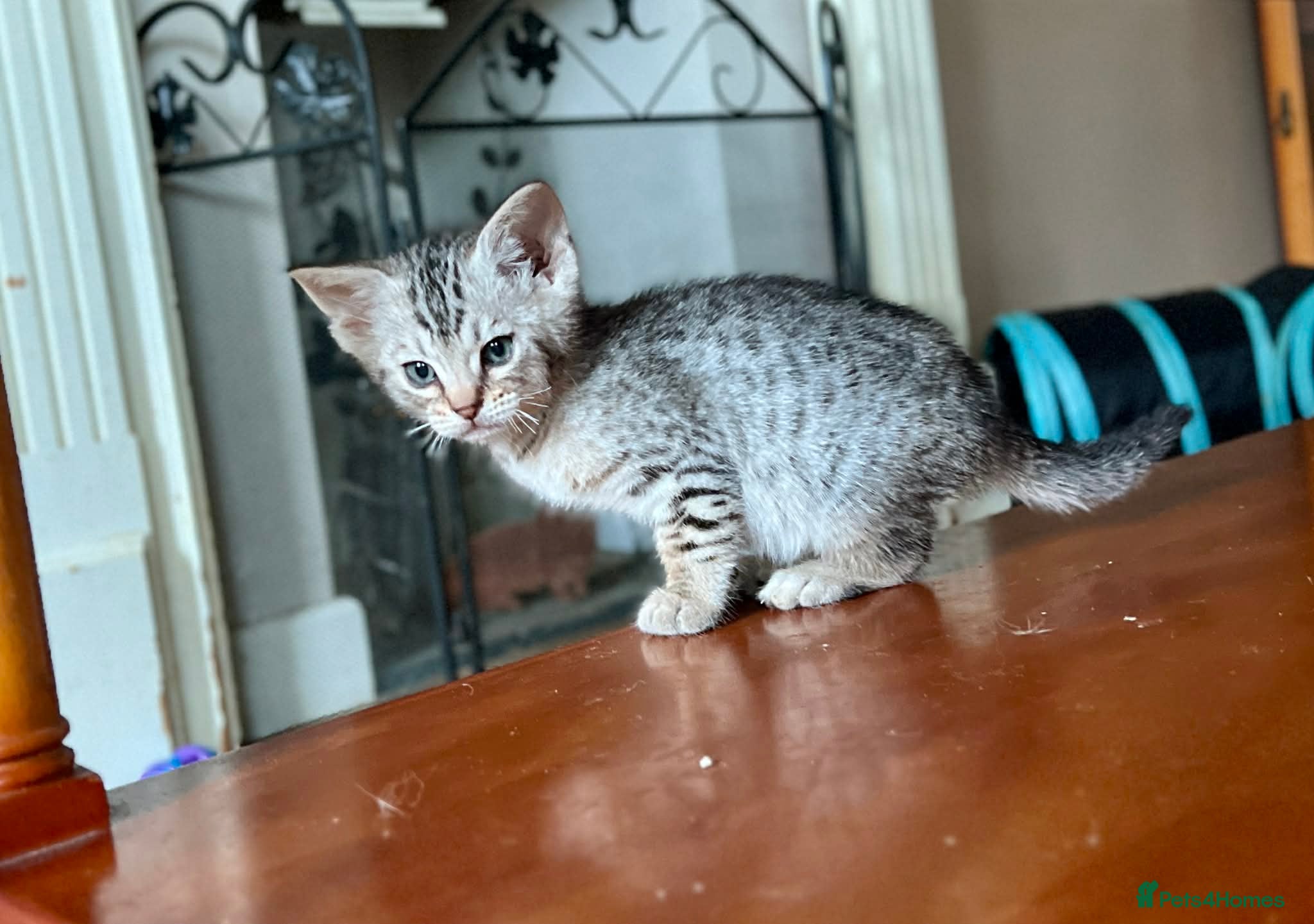 Ocicat cats GCCF Registered Male Ocicats Kittens - Advert 1