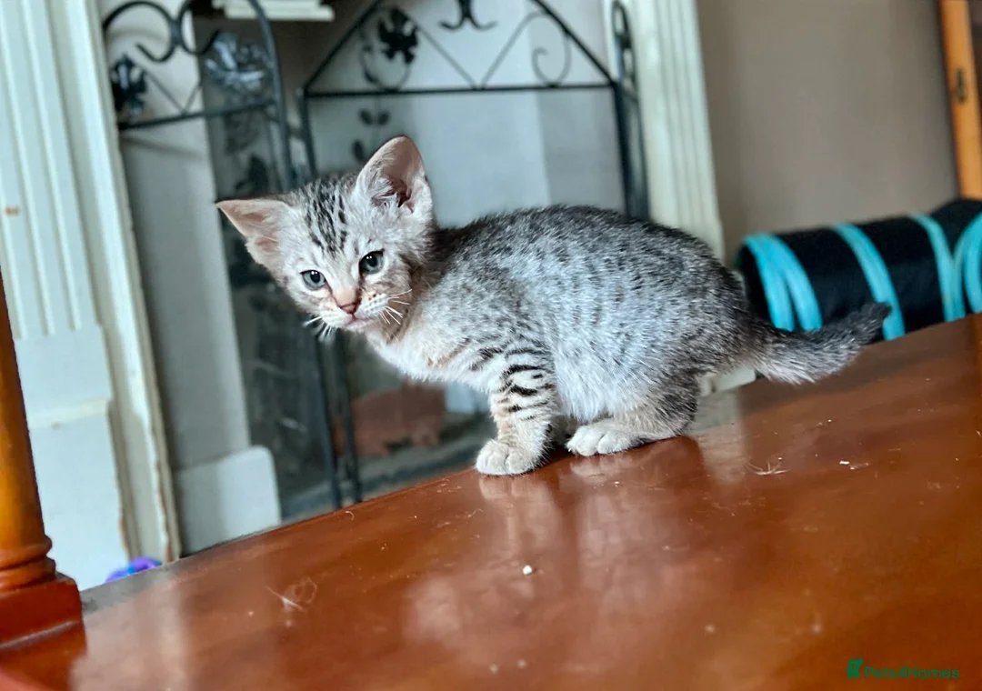 Ocicat cats for sale: GCCF Registered Male Ocicats Kittens - Advert 1