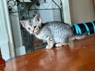 Ocicat cats GCCF Registered Male Ocicats Kittens - Advert 1