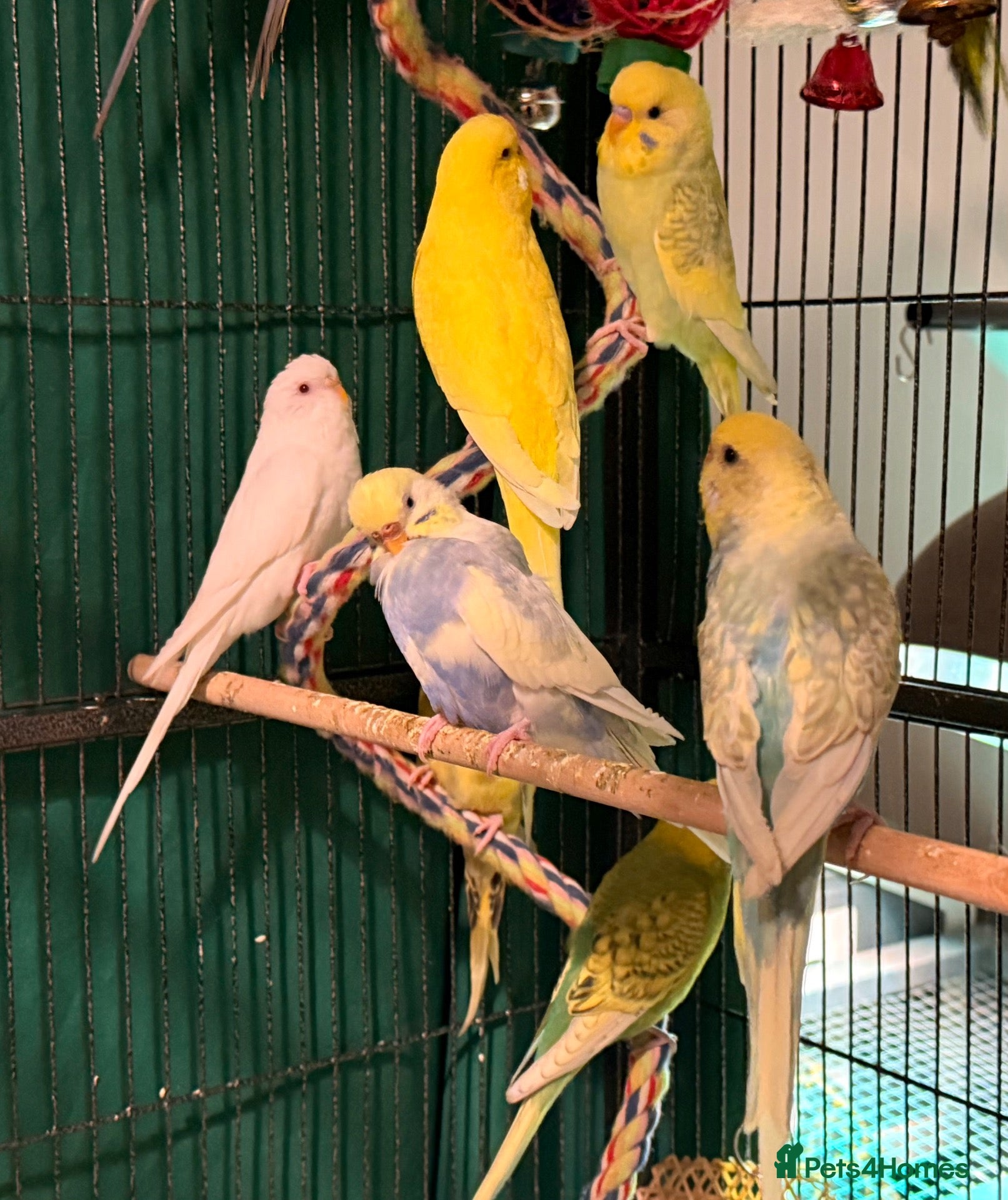 Budgerigars birds Young budgies male and female  Runcorn wa7   - Advert 1