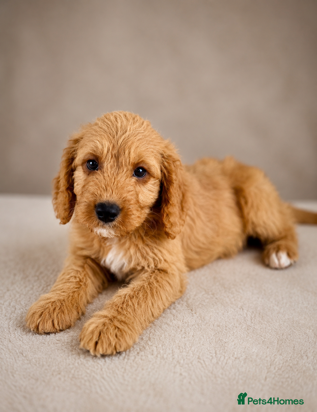 Labradoodle dogs F1 Miniature Labradoodles  - Advert 1