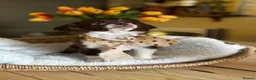 Chihuahua dogs for sale: 🐾 Long-Haired Chihuahua Girls – Betsy & Binky 🐾 - Advert 5