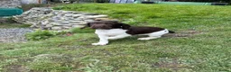 English Springer Spaniel dogs for sale: Ready Now!!! KC reg Springer Spaniel BOYS - Advert 7