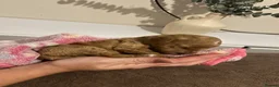Cavapoo dogs for sale: Stunning Cavapoo puppies  - Advert 2