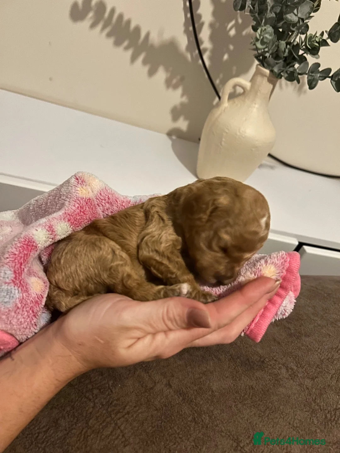 Cavapoo dogs for sale: Stunning Cavapoo puppies  - Advert 2