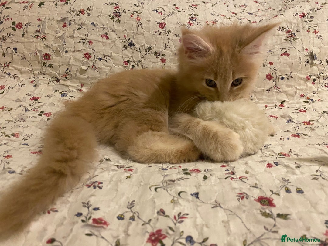 Maine Coon cats for sale: Maine coon kittens Russian/big - Advert 15