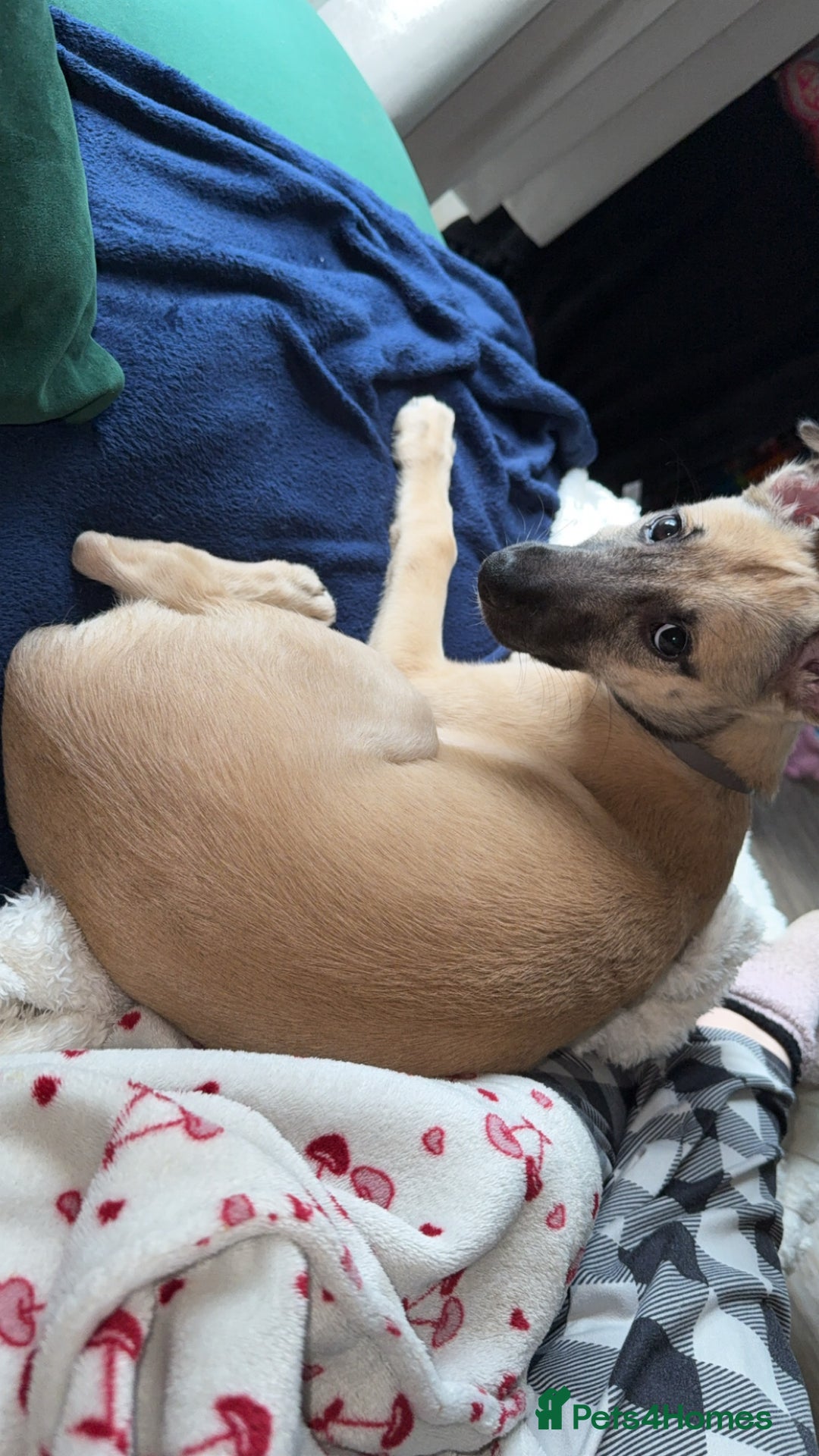 Mixed Breed dogs for sale: 15 weeks old - Image 3