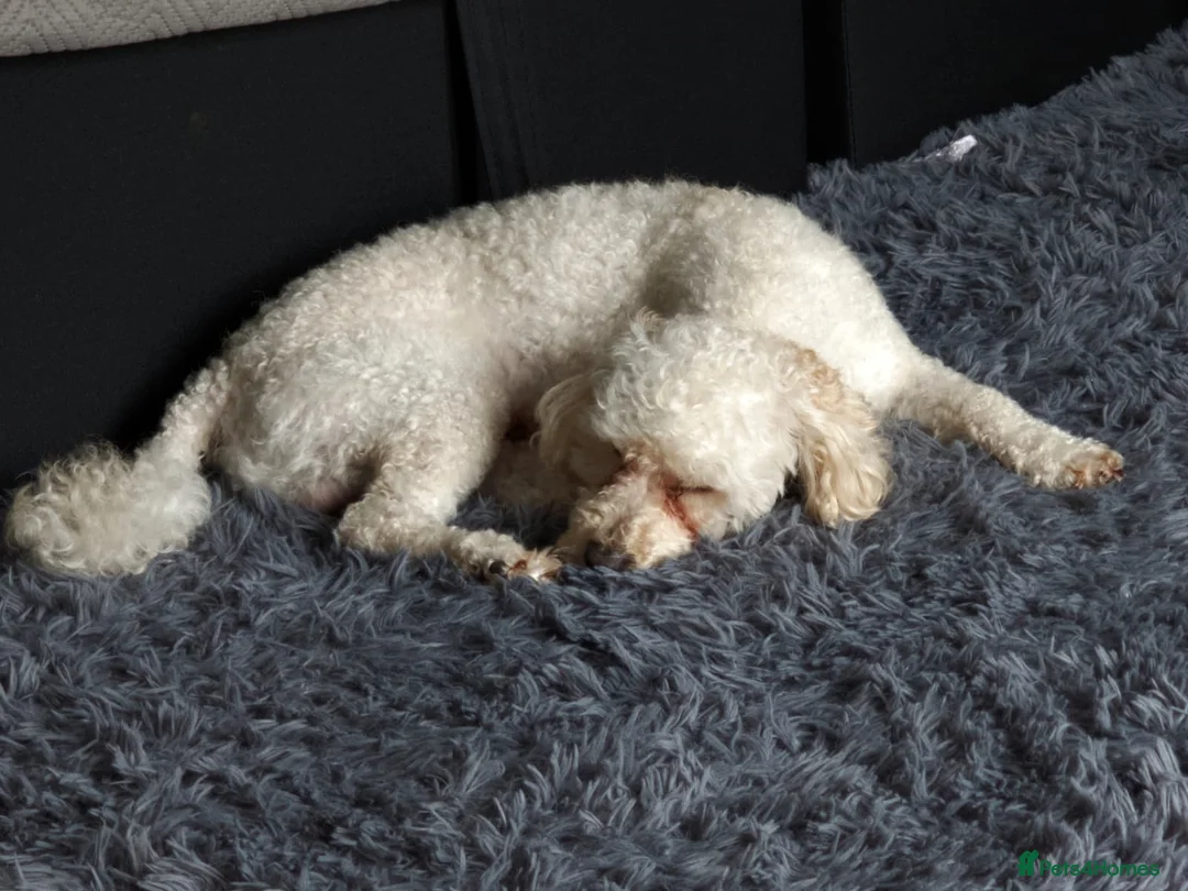 Toy Poodle dogs for sale: Exceptional Toy Poodle Male – Home-Raised, Healthy - Advert 5