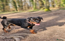 Rottweiler dogs for sale: 🖤 18-Month-Female Rottweiler – Loving, Loyal 🖤 - Image 10