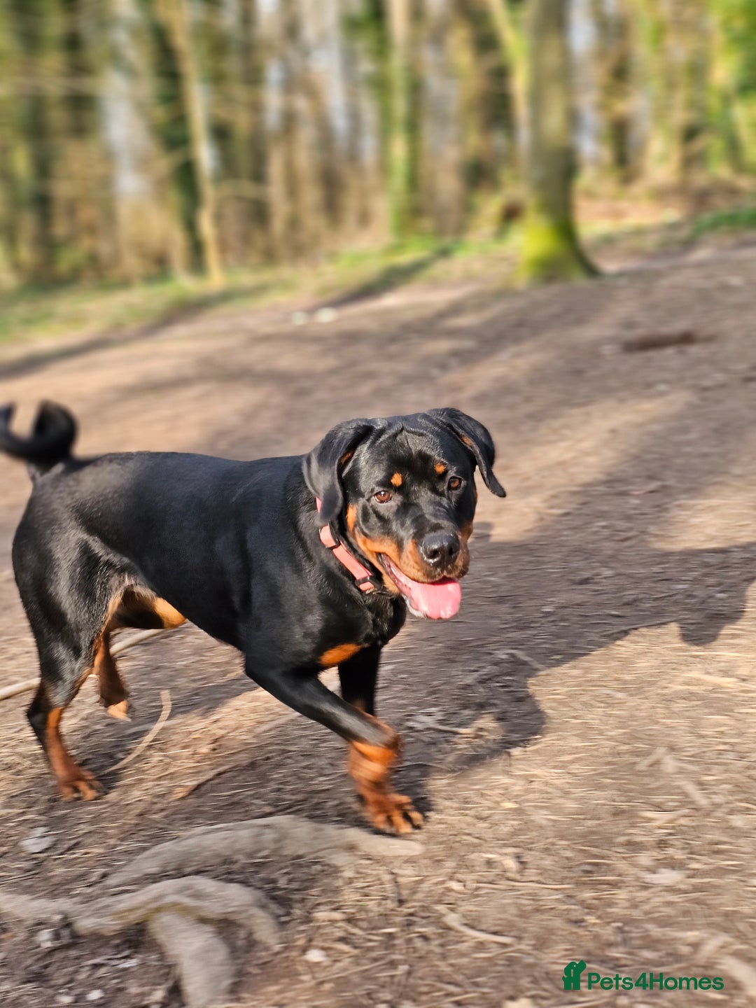 Rottweiler dogs for sale: 🖤 18-Month-Female Rottweiler – Loving, Loyal 🖤 - Image 10