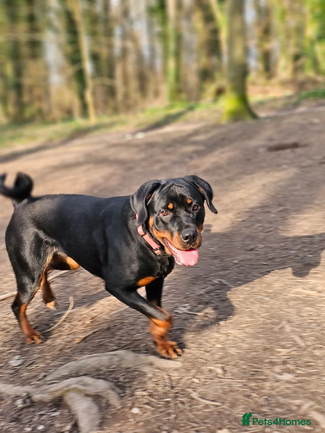Rottweiler dogs for sale: 🖤 18-Month-Female Rottweiler – Loving, Loyal 🖤 - Advert 10
