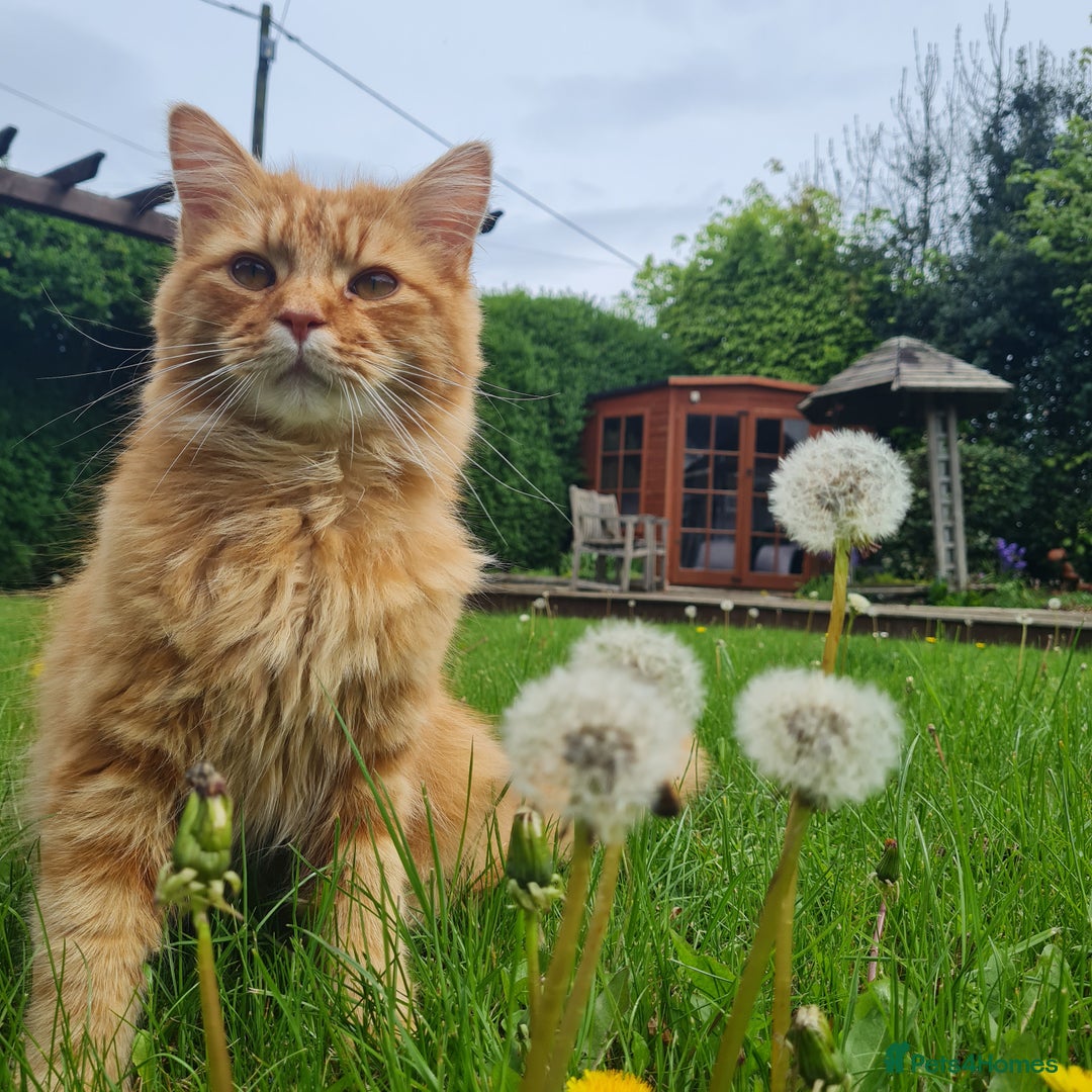 Mixed Breed cats for sale: Male Long haired ginger cat - Advert 11
