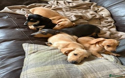 Miniature Dachshund dogs for sale: KC Reg Miniature Dachshund Puppies ✨READY NOW✨ - Image 16