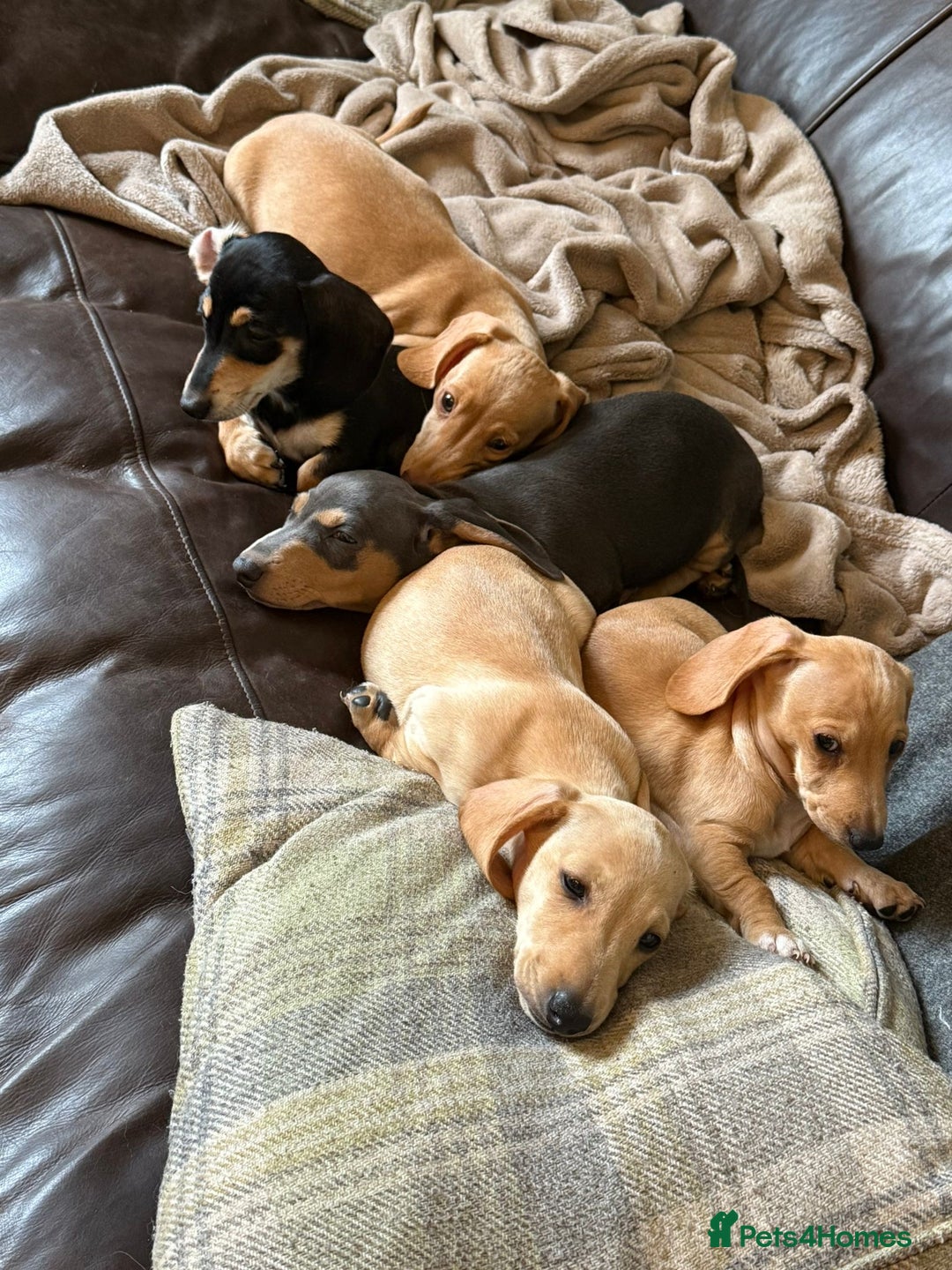 Miniature Dachshund dogs for sale: KC Reg Miniature Dachshund Puppies ✨READY NOW✨ - Image 16