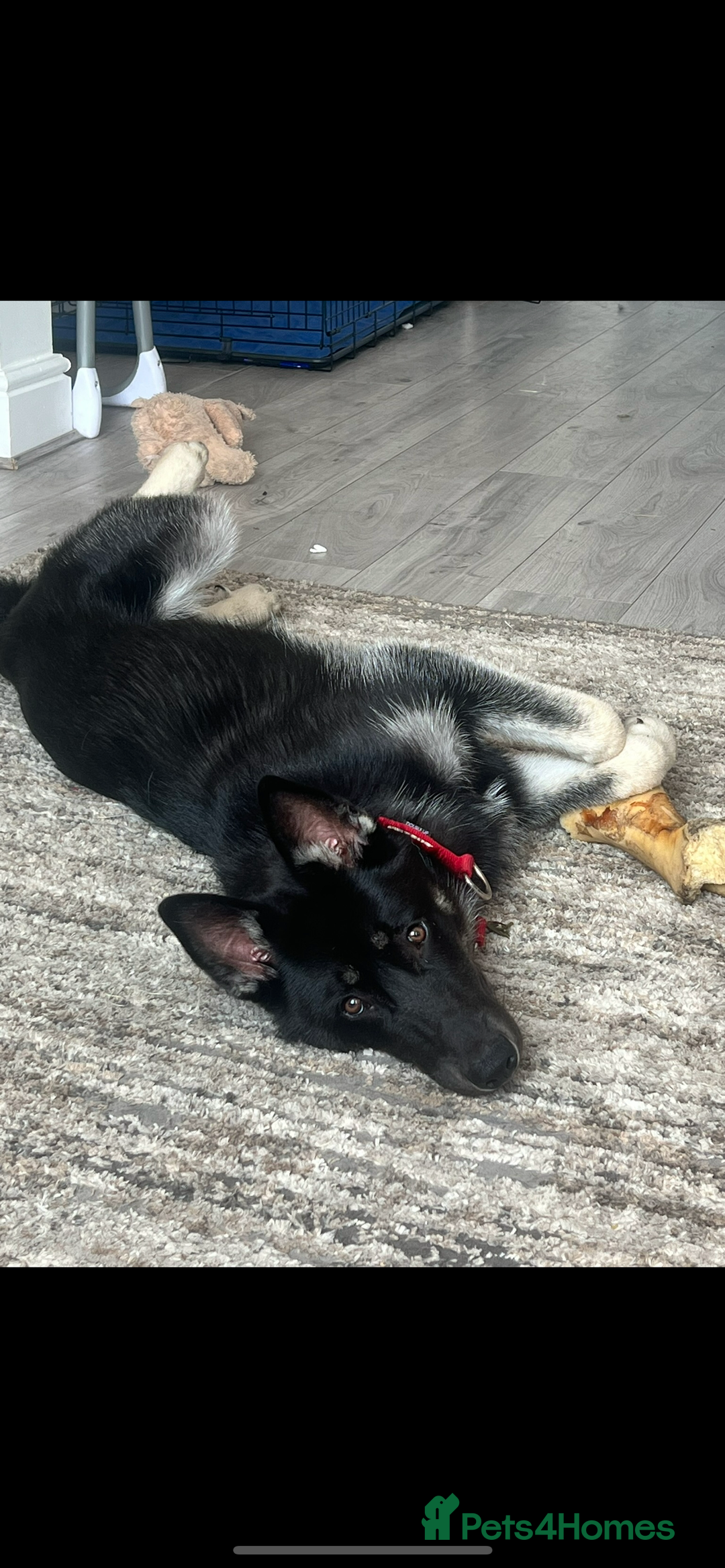Shepsky dogs for sale: Male Shepsky For Sale - Image 3
