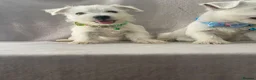 West Highland Terrier dogs for sale: Beautiful west highland terrier puppy’s  - Advert 6