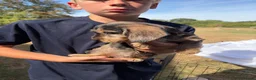 Miniature Dachshund dogs for sale: Male miniature wire haired dachschund puppy in Chipping Norton - Advert 6