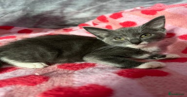 Maine Coon cats - Advert 11