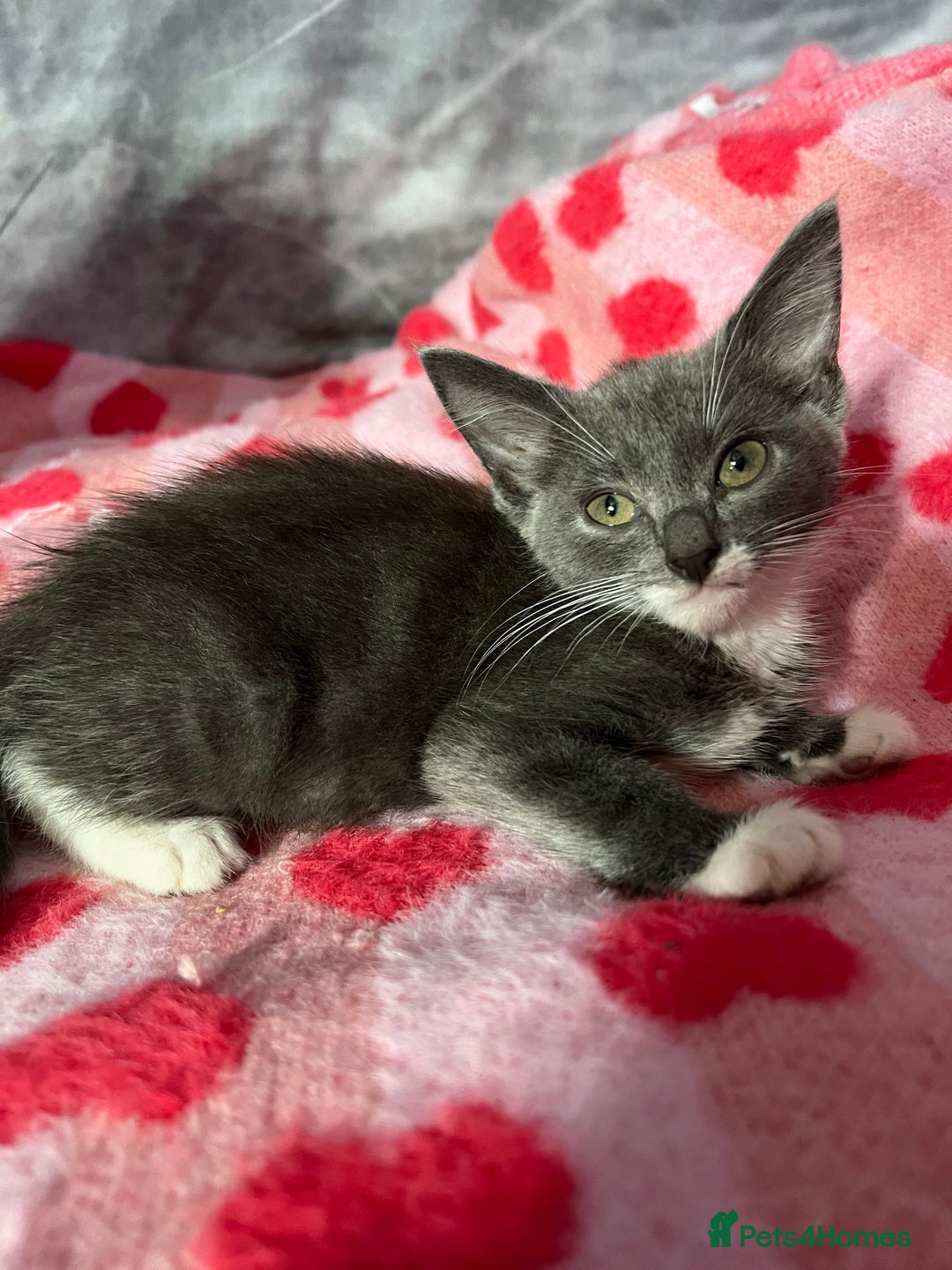 Maine Coon cats for sale: Last little boy  - Image 2