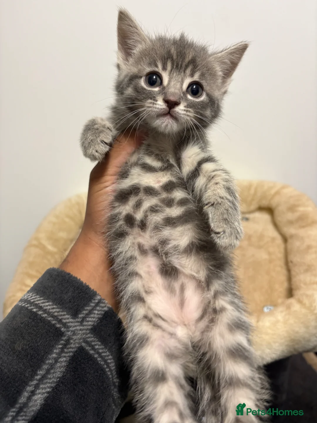 Mixed Breed cats for sale: 4 half russian blue kittens ready to leave  - Advert 2