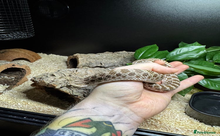 Snake reptiles for sale - Advert 2