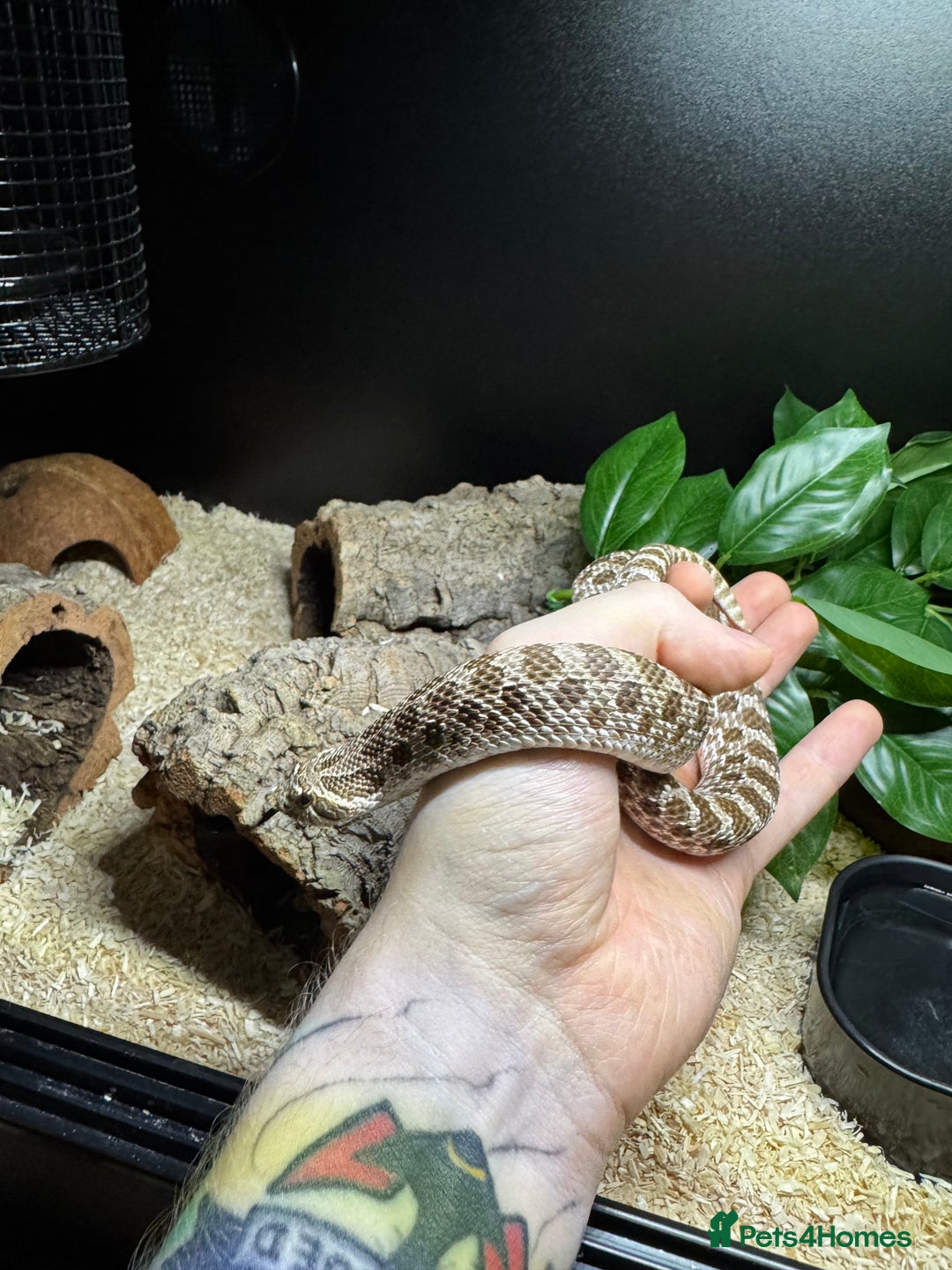 Snake reptiles for sale: Normal Western Hognose  - Image 1