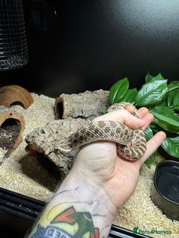 Snake reptiles - Advert 1