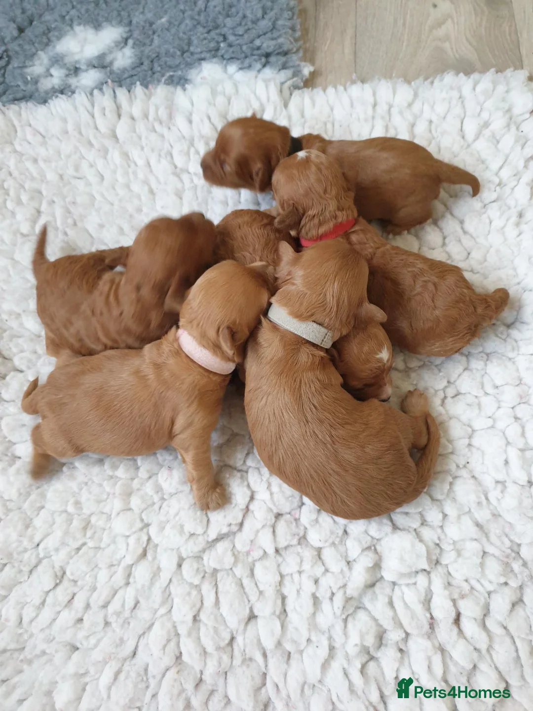 Coton De Tulear dogs for sale: Cotonoodle/Cotonpoo's DNA tested parents - Advert 2