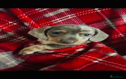 Dachshund dogs for sale: MINIATURE DACHSHUND PUPS FOR SALE  - Image 1