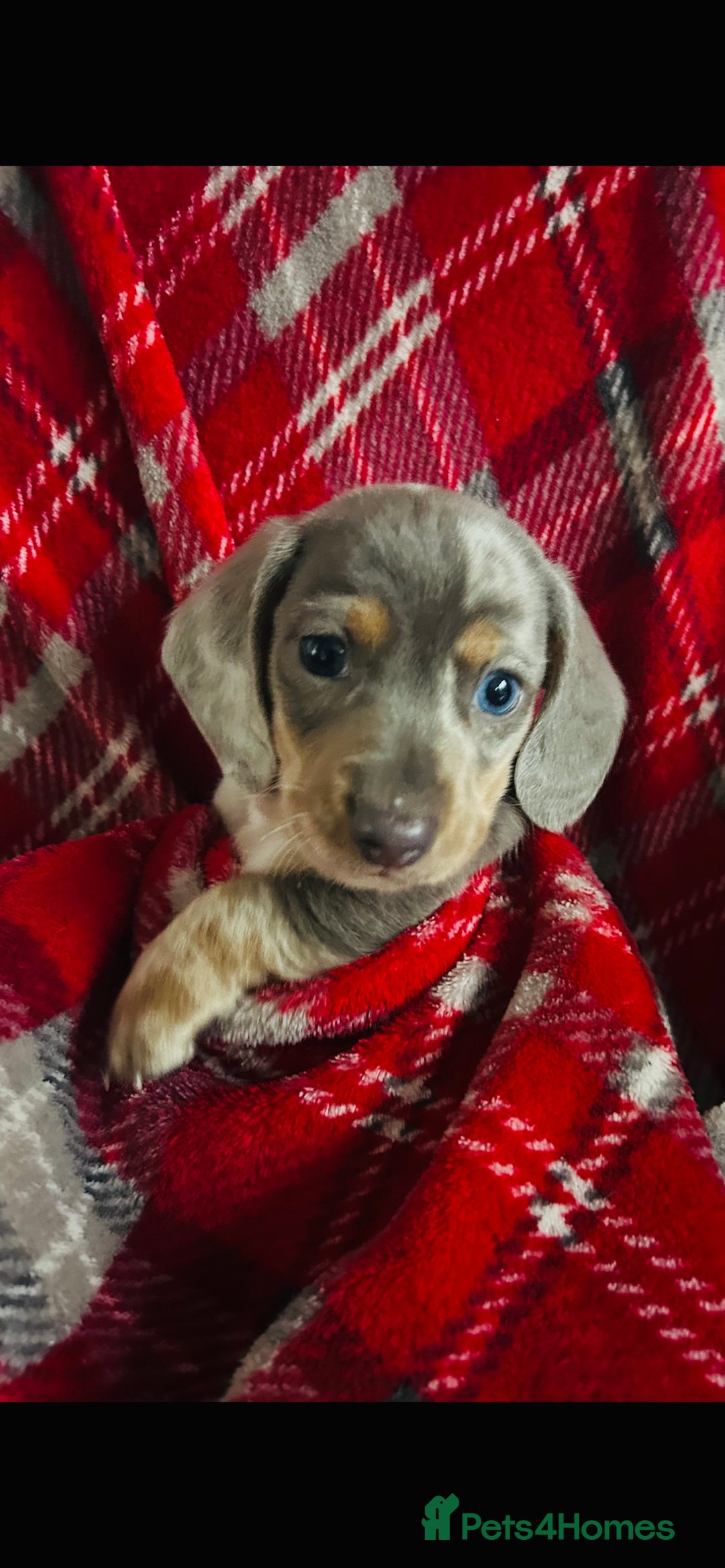 Dachshund dogs for sale: MINIATURE DACHSHUND PUPS FOR SALE  - Image 1