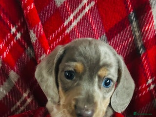 Dachshund dogs for sale - Advert 1