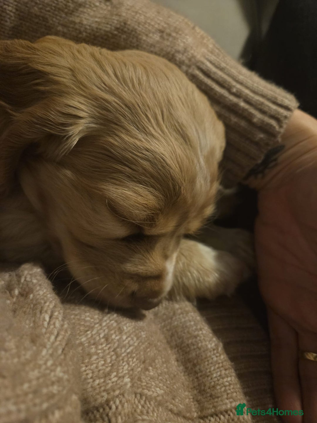 Cocker Spaniel dogs for sale: Cocker spaniel puppy  - Image 6