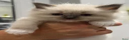 Ragdoll cats for sale: Stunning Ragdoll kittens in Preston - Advert 4
