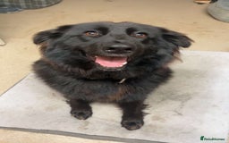 German Shepherd dogs for sale: 8 German shepherd puppies - Image 10
