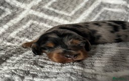 Miniature Dachshund dogs for sale: Beautiful Miniature Dachshunds  - Image 8