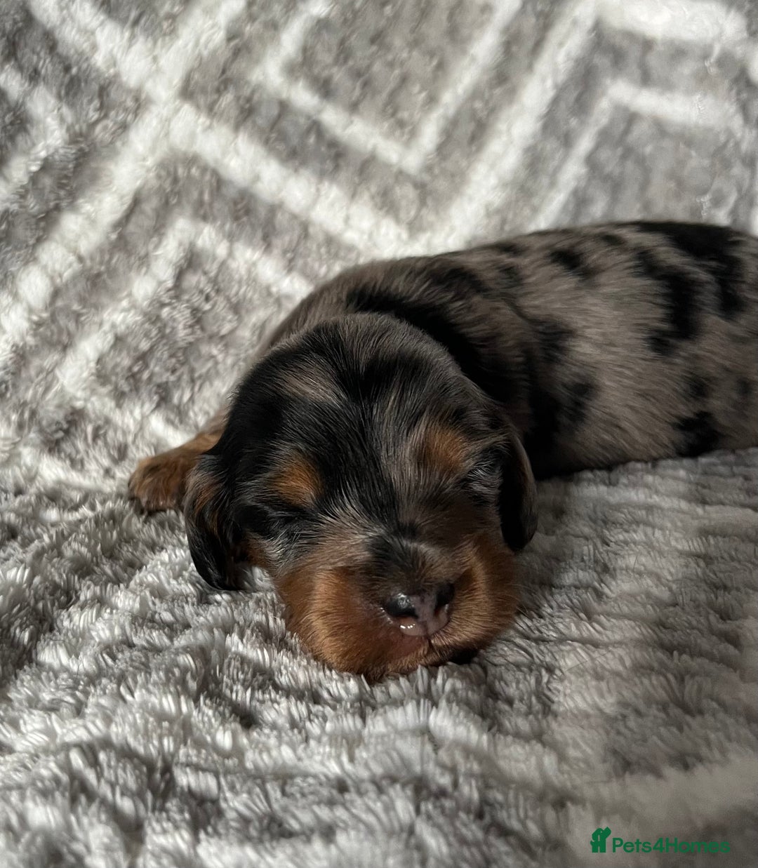 Miniature Dachshund dogs for sale: Beautiful Miniature Dachshunds  - Image 8