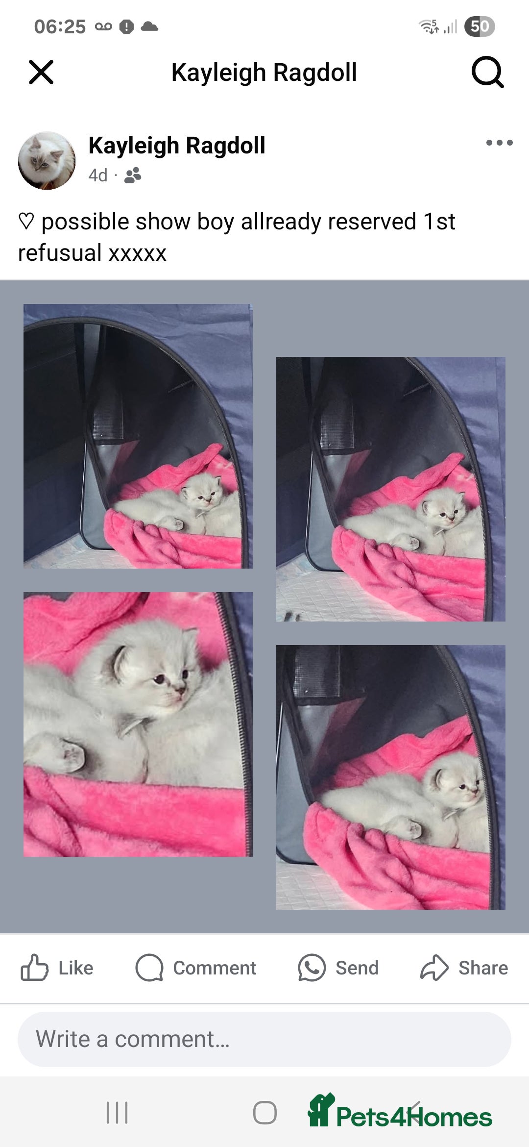 Ragdoll cats for sale: Tica registeeed tabby bicolour ragdolls - Image 39